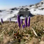 Velika Planina Slovenka