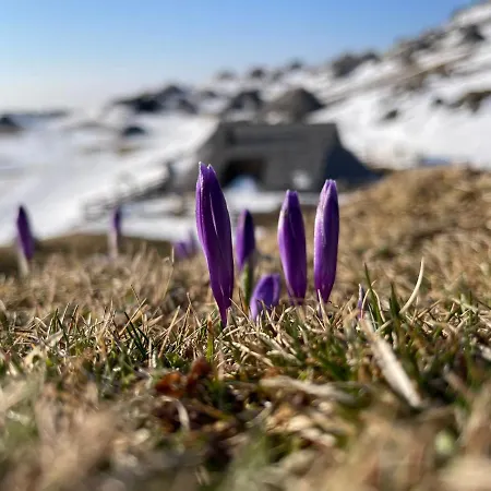 Velika Planina Slovenka