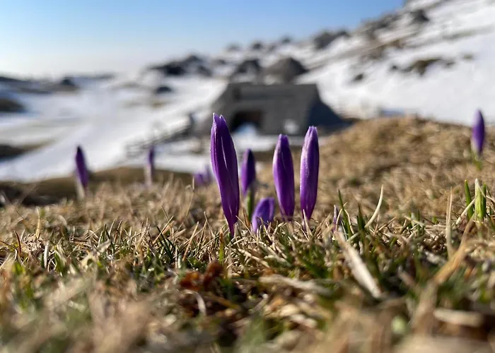 Velika Planina Slovenka